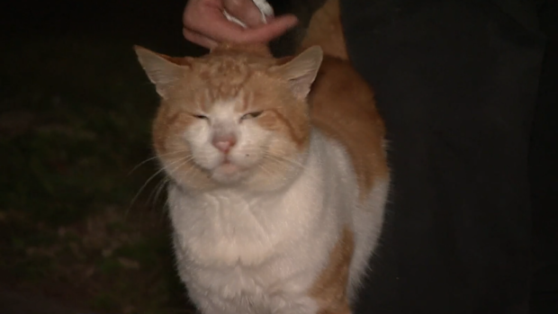 Sydney stray cats