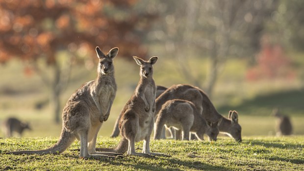kangaroos