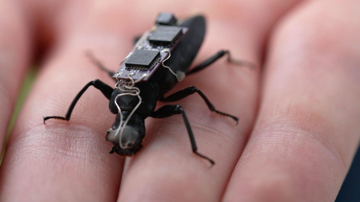 Giant cyborg cockroaches could be the search and rescue workers of the ...