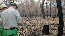 He believes all vets and vet nurses need the knowledge to treat animals injured in bushfires.