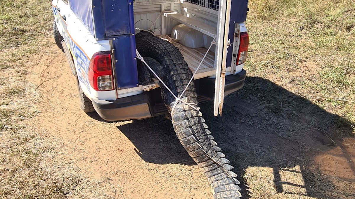 Northern Territory crocodiles: Police kill notorious croc harassing ...