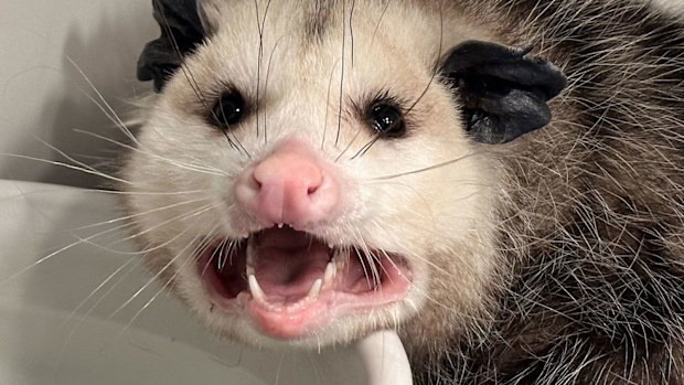 cake bandit opossum