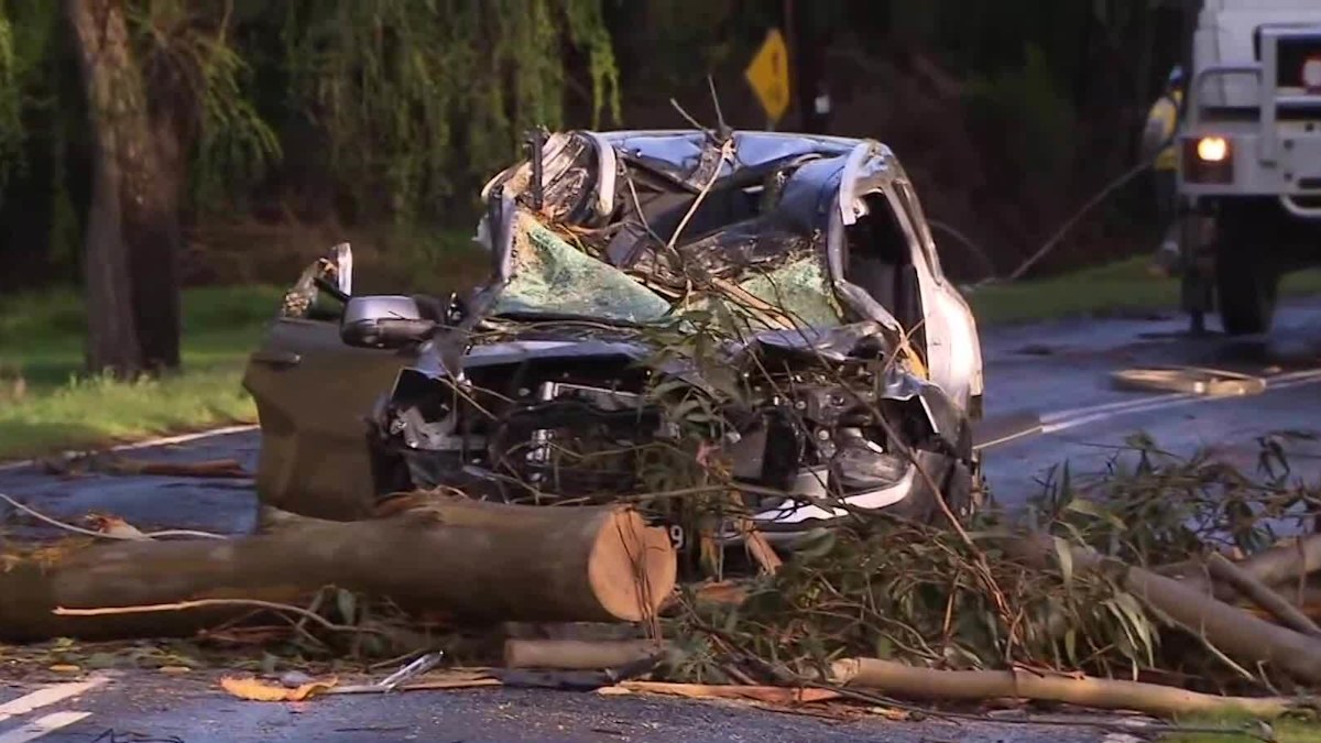 Victoria news: Man dies after tree falls onto car in Gellibrand | Nine ...