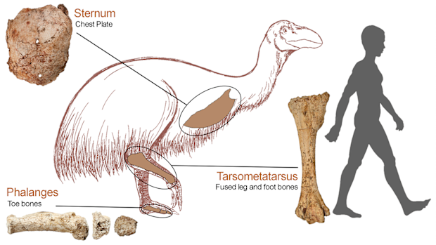 Megafauna