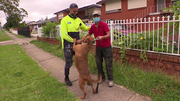 A tradie who was passing by a burning home in Sydney's west valiantly stopped to check if anyone was inside, and ended up rescuing a pet dog. The house on Meadows Road in Mount Pritchard went up in flames at 11am, Fire Rescue NSW Acting Superintendent Matt Sigmon said.