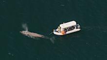 Rescue organisations worked to free the whale in high winds and rough seas.
