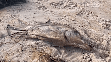 South Australian fishers are grappling with a severe economic downturn as the state's toxic algal bloom threatens the local seafood industry. 