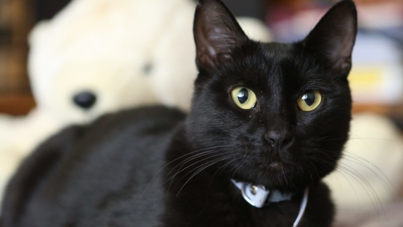 Wagga Wagga City Council Animal Shelter Under Fire Over Pet