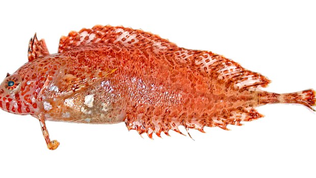 Heteroclinus argyrospilos (Silverspot Weedfish) is known from south-western Australia (SA & WA) in 55-100m depth. Only two specimens of this elusive species are currently known