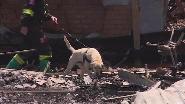 A dog sniffing the remains of a burned down building. 