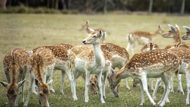 fallow deer