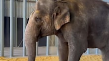 The two new elephants at South Australia's Monarto Safari Park have come face to face for the first time.