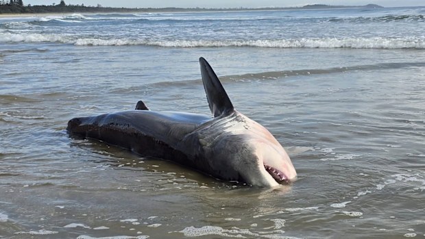 Shark ashore NSW 