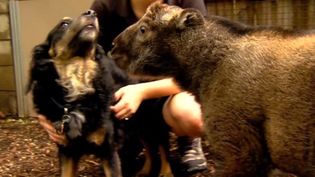 An Australian shepherd dog has befriended a baby takin at Cincinnati Zoo. (Facebook)
