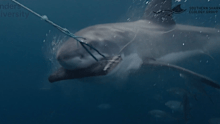 The testing involved simulations against great white and tiger sharks, species identified as being responsible for the majority of unprovoked bites.