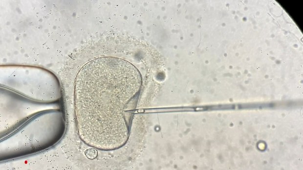 The fertility company who impregnated a Brisbane woman with the wrong embryo may face no formal penalty.