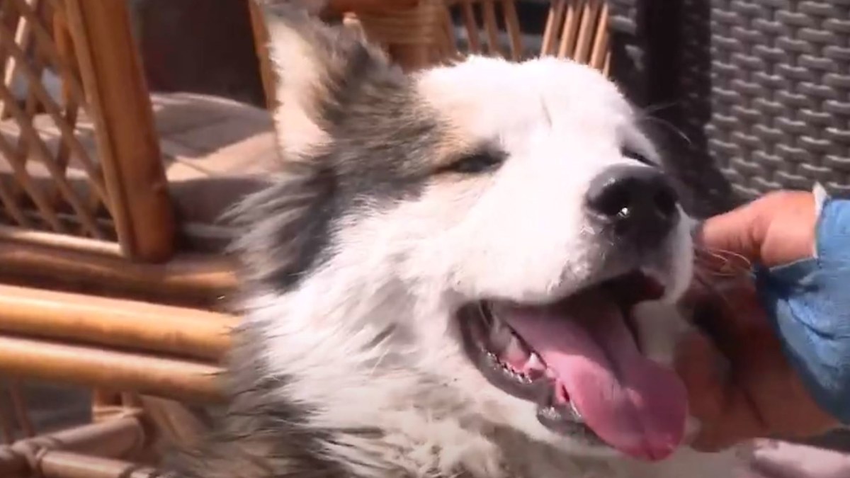 Turkey and Syria earthquake updates: Husky pulled from collapsed ...