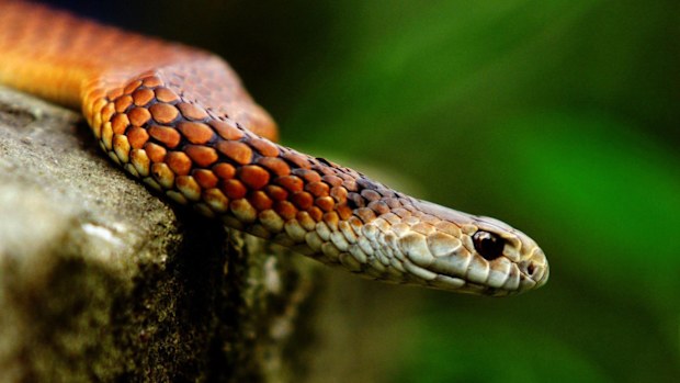 Copperhead snakes are found in south-eastern Australia, as well as Queensland.