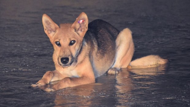 The dingo before it was killed by a speargun on K'gari. 