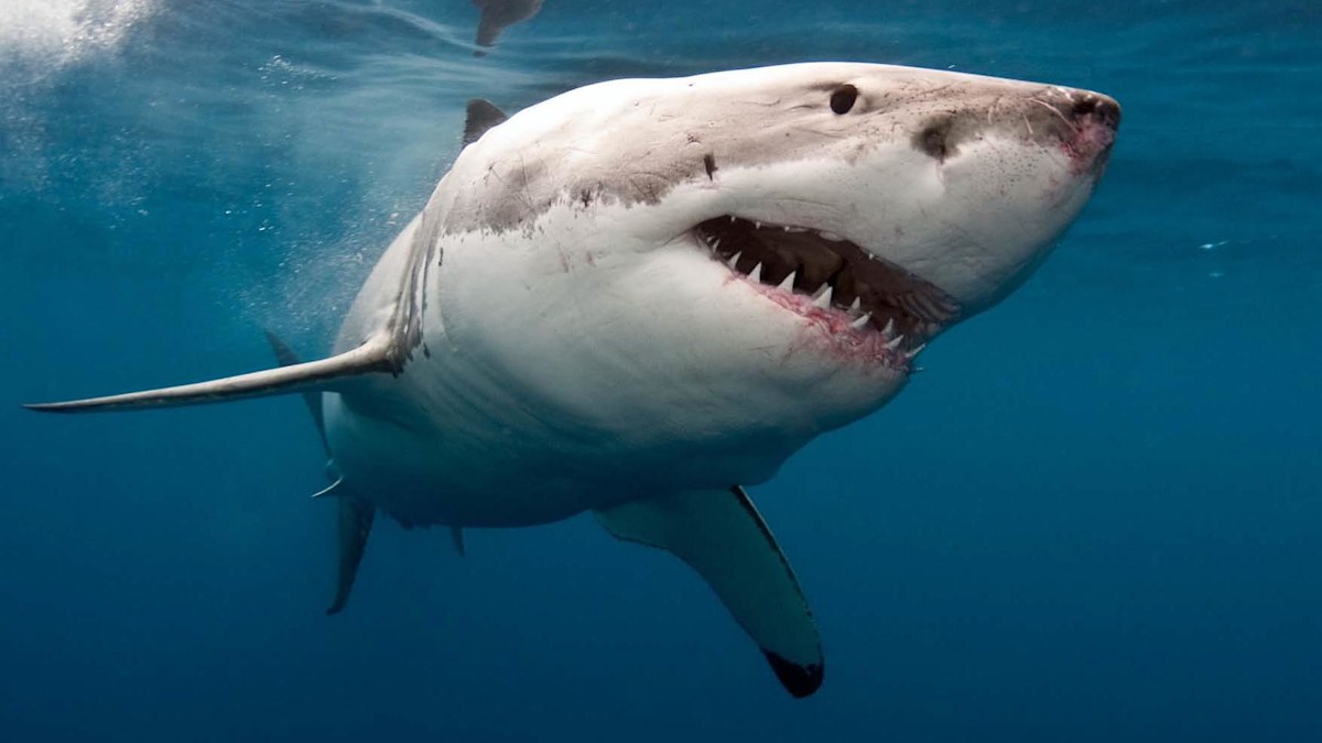 World's largest shark management program headed for NSW | Nine.com.au