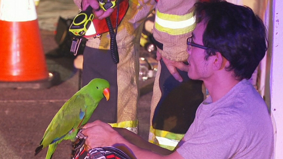 Queensland News: Parrot rescues owner after house catches alight | Nine ...