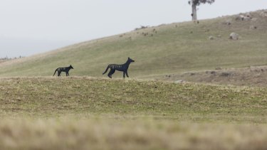 Eye on the tiger: trailing the elusive thylacine