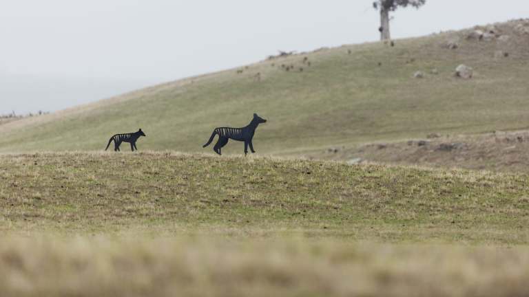 Eye on the tiger: trailing the elusive thylacine
