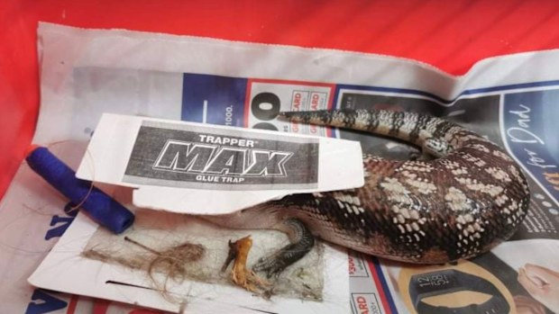 A blue tongued lizard rescued from a glue trap by veterinary nurse Teanele Hayes.
