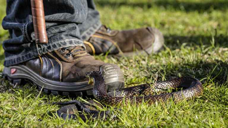 'Six tiger snakes in seven minutes': Herdsman a hotspot in pre-summer ...