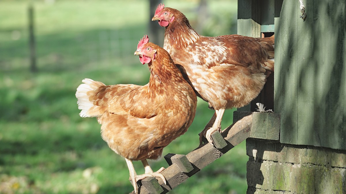 Six things to know about keeping backyard chooks, according to Dr ...