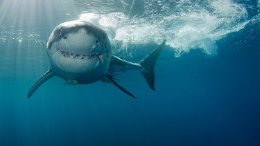 Nine Fin Facts About Sharks In Victoria And Some