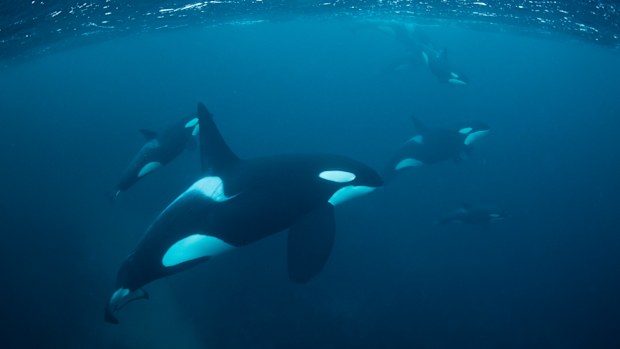 Pods of free swimming orcas