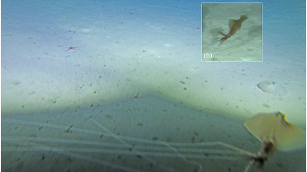 Bigfin squid
