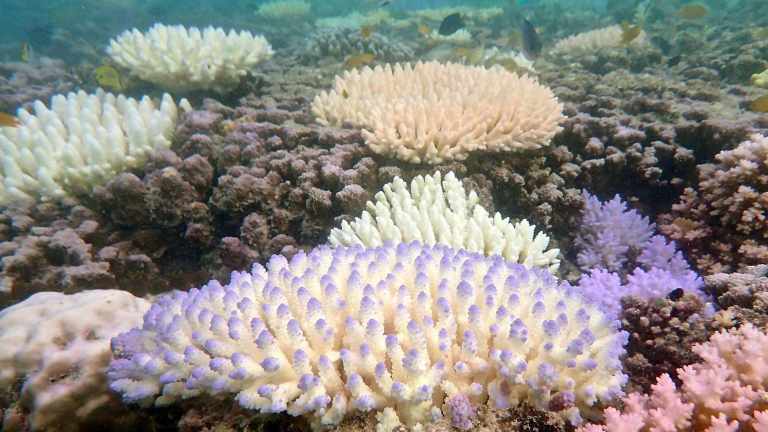 Coral bleaching puts damselfish in distress by masking predator scent