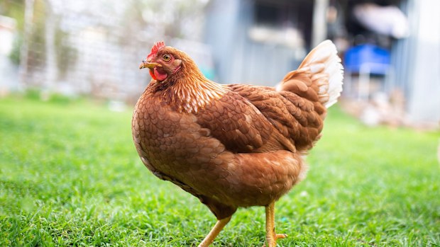 In Australia, chook = chicken.