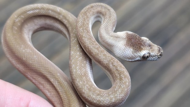A super zebra morph carpet python bred by Mat from Killer's Pythons.