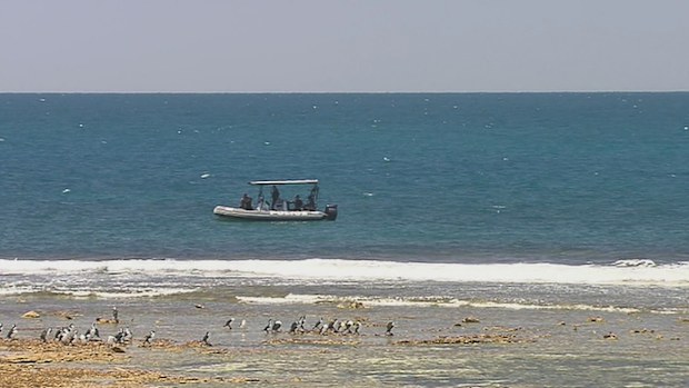 Still no sign of missing teacher feared dead in SA shark attack 