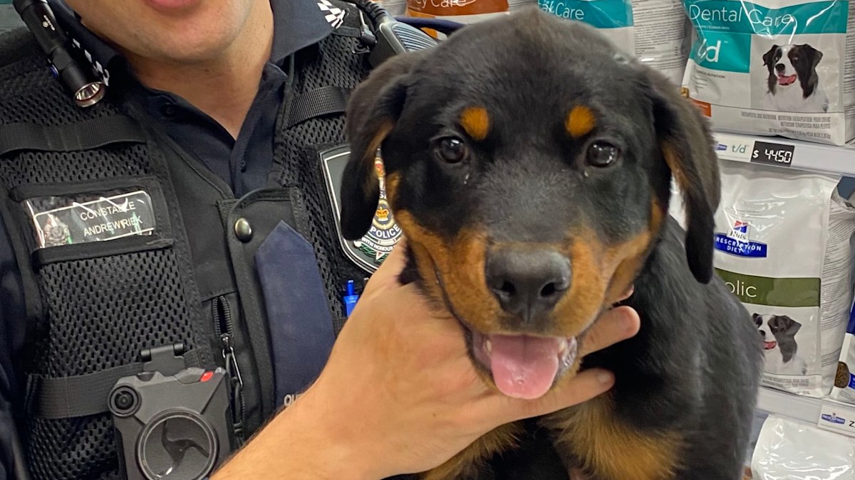 Rottweiler pup 'Buddy' reunited with owner weeks after being stolen ...