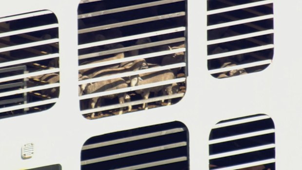A number of deaths have been recorded on board a live export ship carrying more than 15,000 animals, as it remains in limbo off Fremantle in Western Australia.