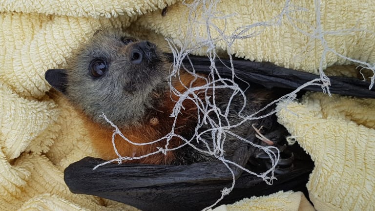 Backyard fruit tree nets pose deadly threat to bat species