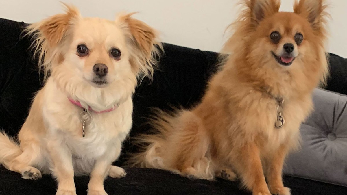 Family devastated after pet dogs mauled to death in Melbourne backyard ...