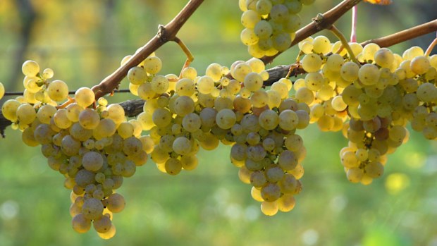 Distilling the secrets behind the enigmatic aroma of aged riesling