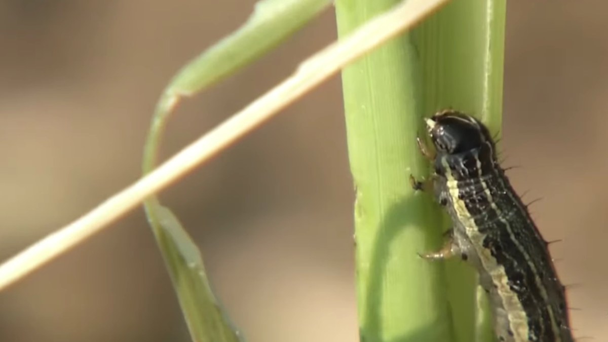 Sydney lawns under attack by 'voracious' insects | Nine.com.au