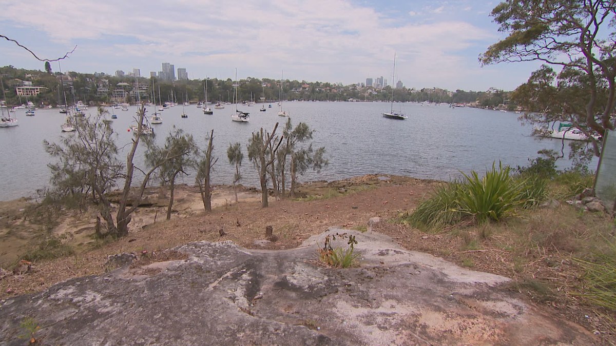Councils band together to end 'disgusting' tree vandalism in Sydney's ...