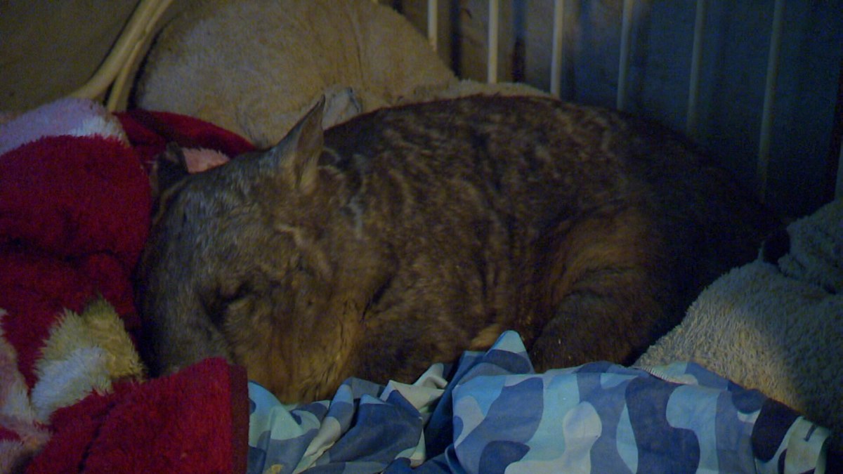 Wombat shot 26 times in South Australia fighting for life after rescue ...
