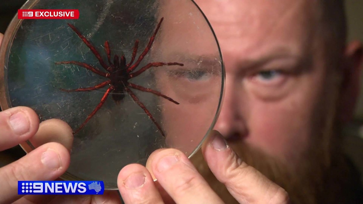 www.9news.com.au