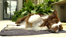 Chilli the dog keeps cool with a frozen towel
