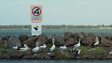 A jet ski hire operator banished from Sydney has clashed with protestors over new plans for guided tours on the peaceful Lake Illawarra in Wollongong.