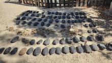 Almost 100 southwestern snake-necked turtles have been discovered deceased at Bibra Lake.