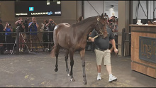 "Lot 391", foaled by Winx, is paraded at auction.